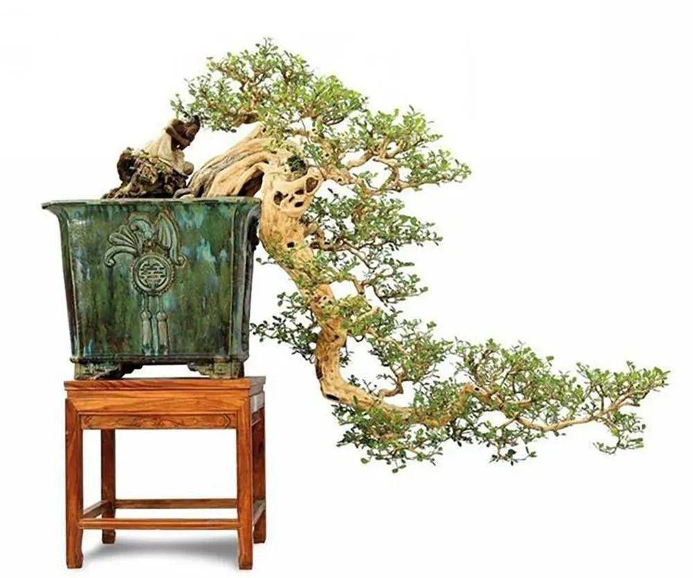 朴树_种子_修剪
