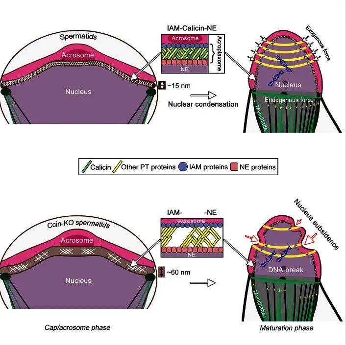 Cell Reports |北师大陈苏仁课题组揭示精子核周层蛋白Calicin保护精子细胞核的生理功能_theca_研究_Calicin