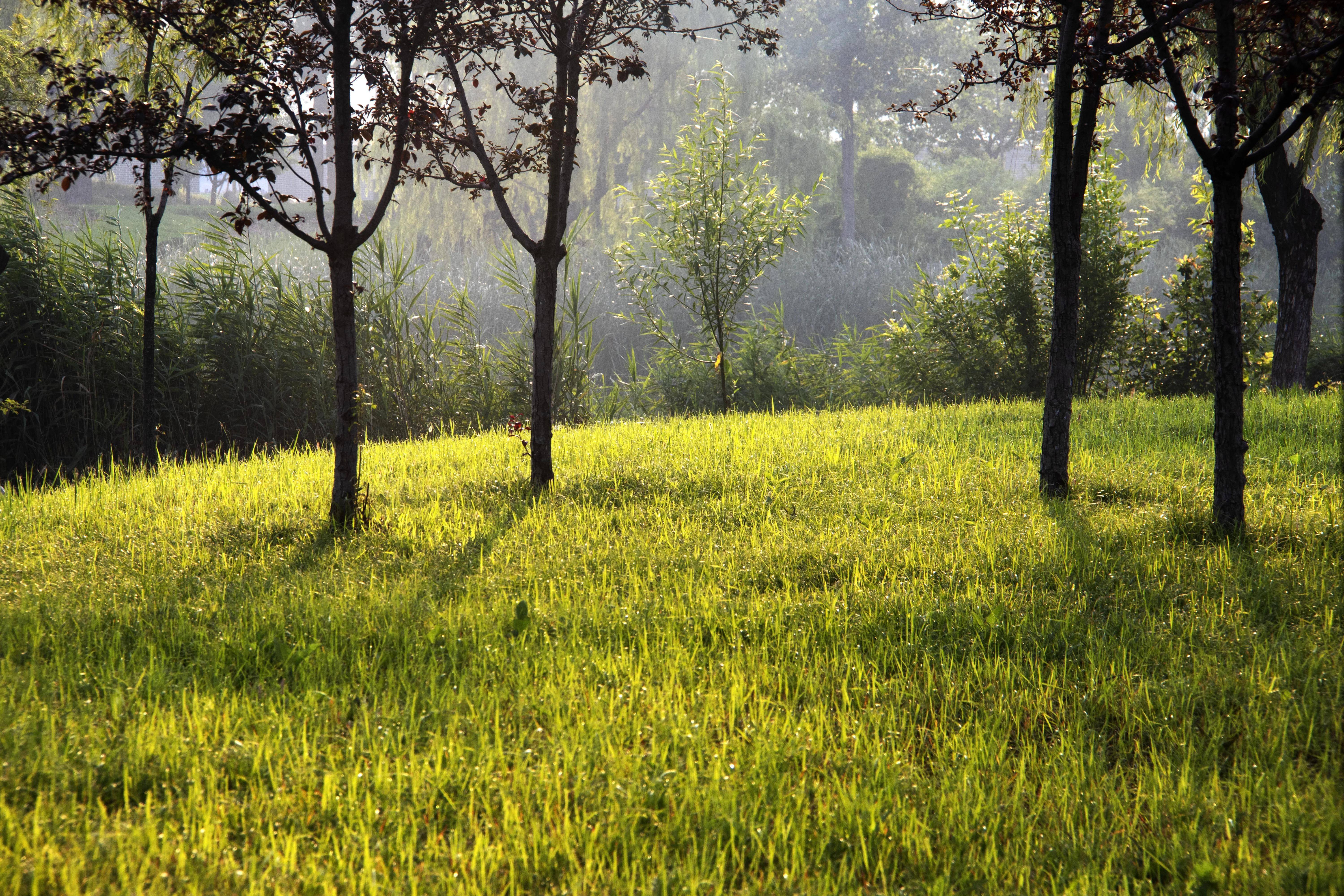 金色晨光染黄绿草地好一个和谐美丽的大自然