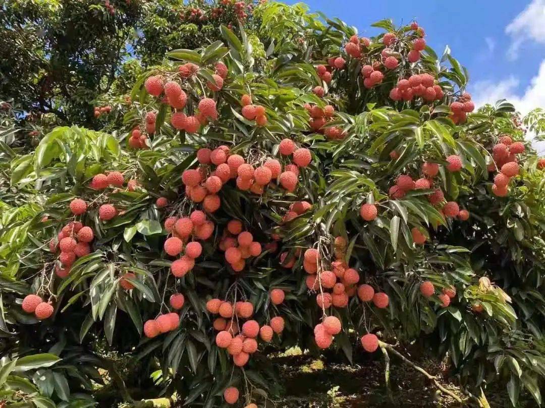 百年老树现摘直发灵山桂味无核荔枝爆汁清甜等你来尝一般超市买不到