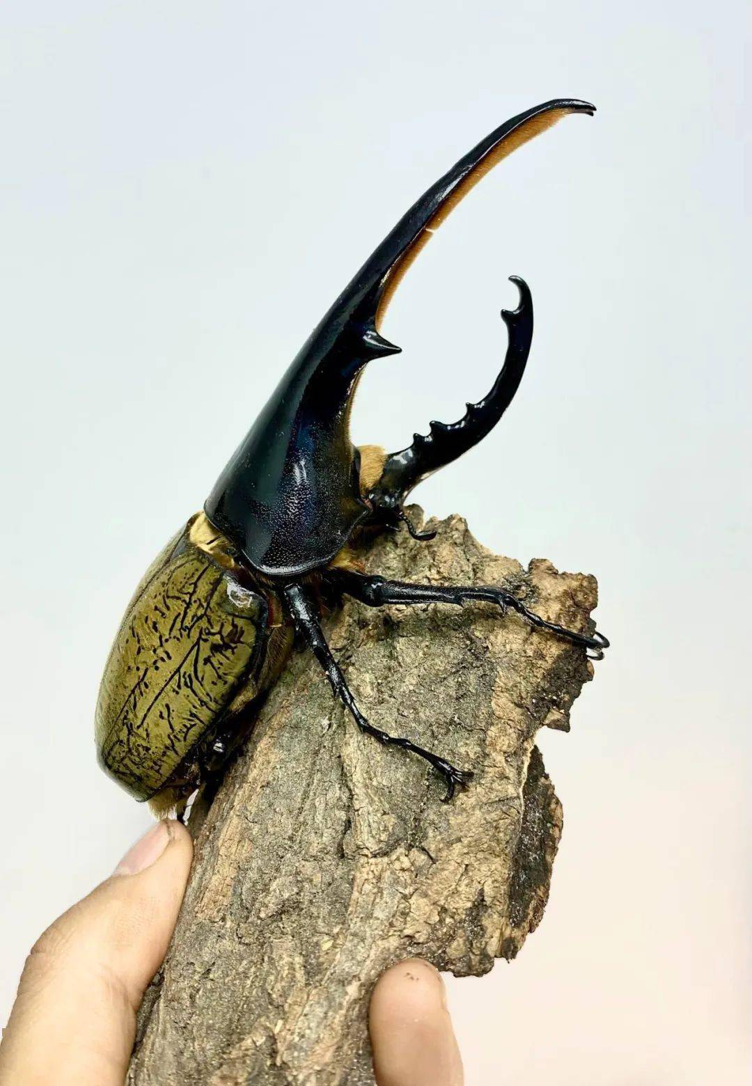 一日营|夏日昆虫记-甲虫营「7.16」_自然科学_课程_孩子