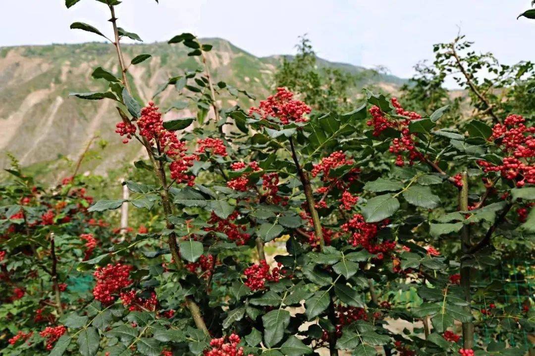 椒"俏"民富_花椒_武都_产业