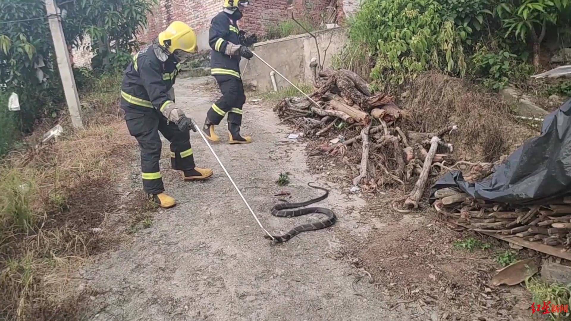 淄川一居民家中惊现2米长蛇，消防员上演徒手抓蛇