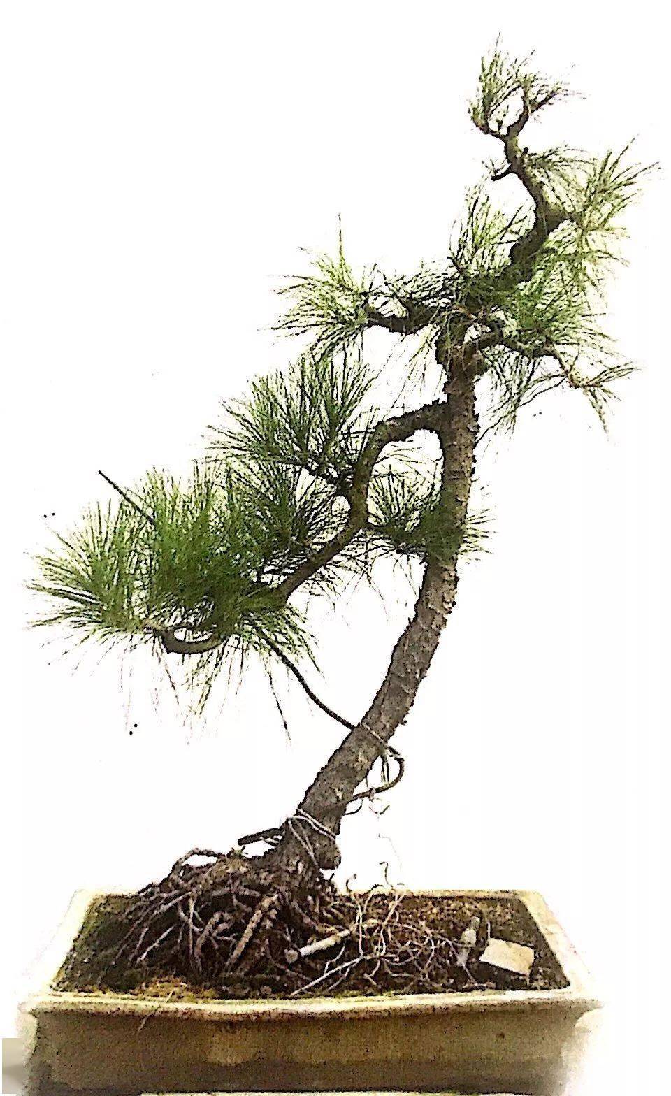 一棵山松十八年变形记来看看它的盆景成型轨迹吧