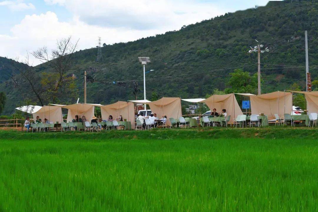 稻田里,鱼肥稻壮;田埂边,支起帐篷,搭起桌椅,冲一壶咖啡,品几口甜品