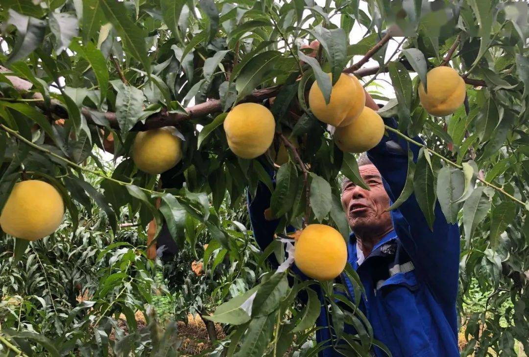 超100斤锦绣黄桃大量成熟319箱沂蒙山区老人匠心种植软腻多汁回味沁香