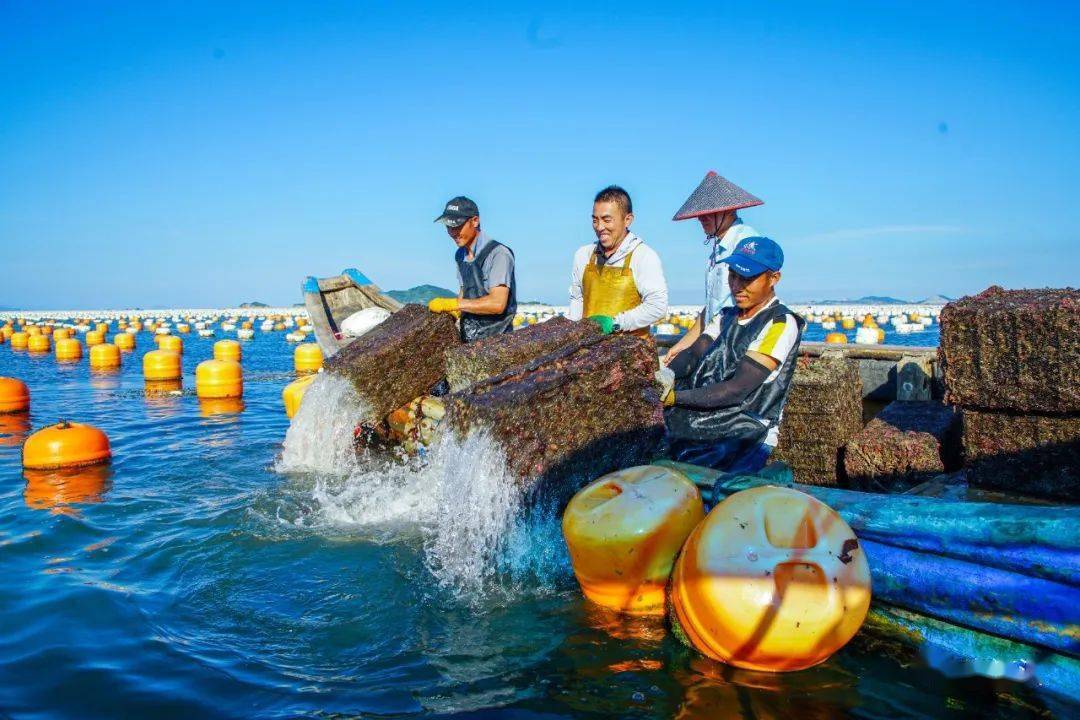 1000000000粒连江正大量上市