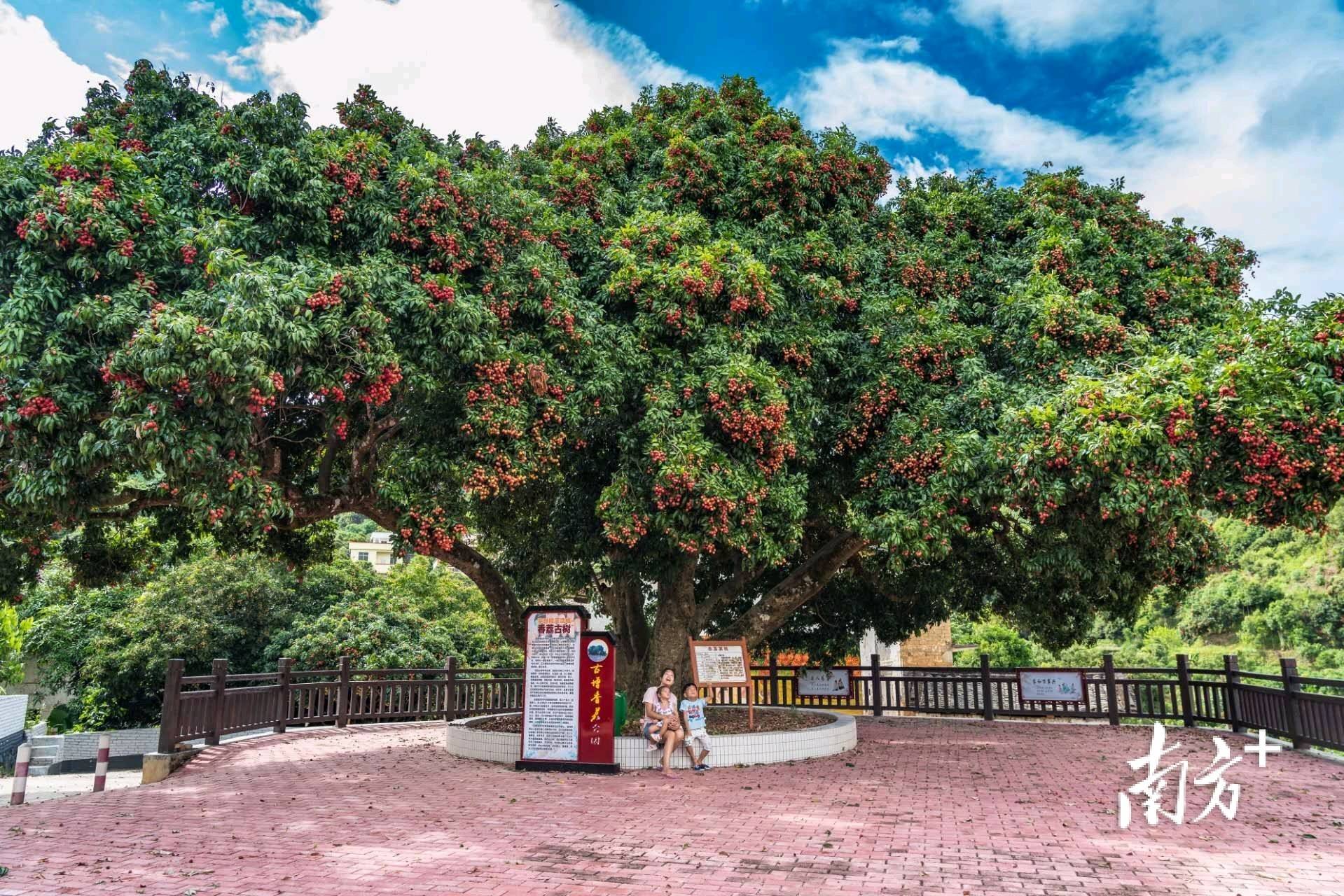 云浮郁南桂圩香荔古树一份沉淀数百年的甜