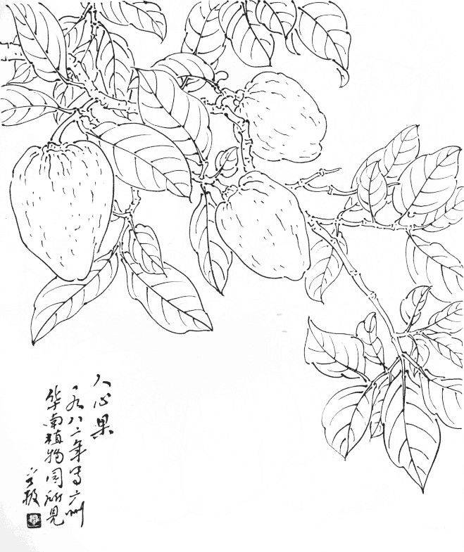 值得好好观摩的30幅蔬菜水果白描稿