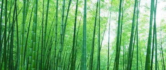 竹林“空气”变真金 腐植酸捕碳气更大——浙江安吉创立全国首个县级竹林碳汇收储交易中心_竹子_企业_大里村