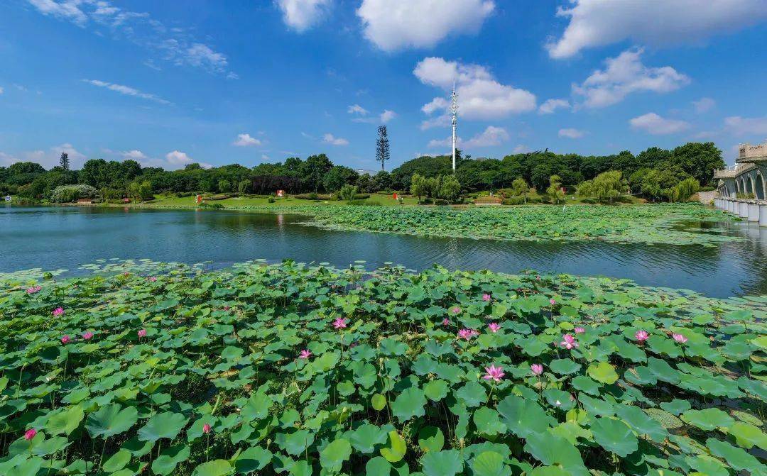 南京花神湖公园图片