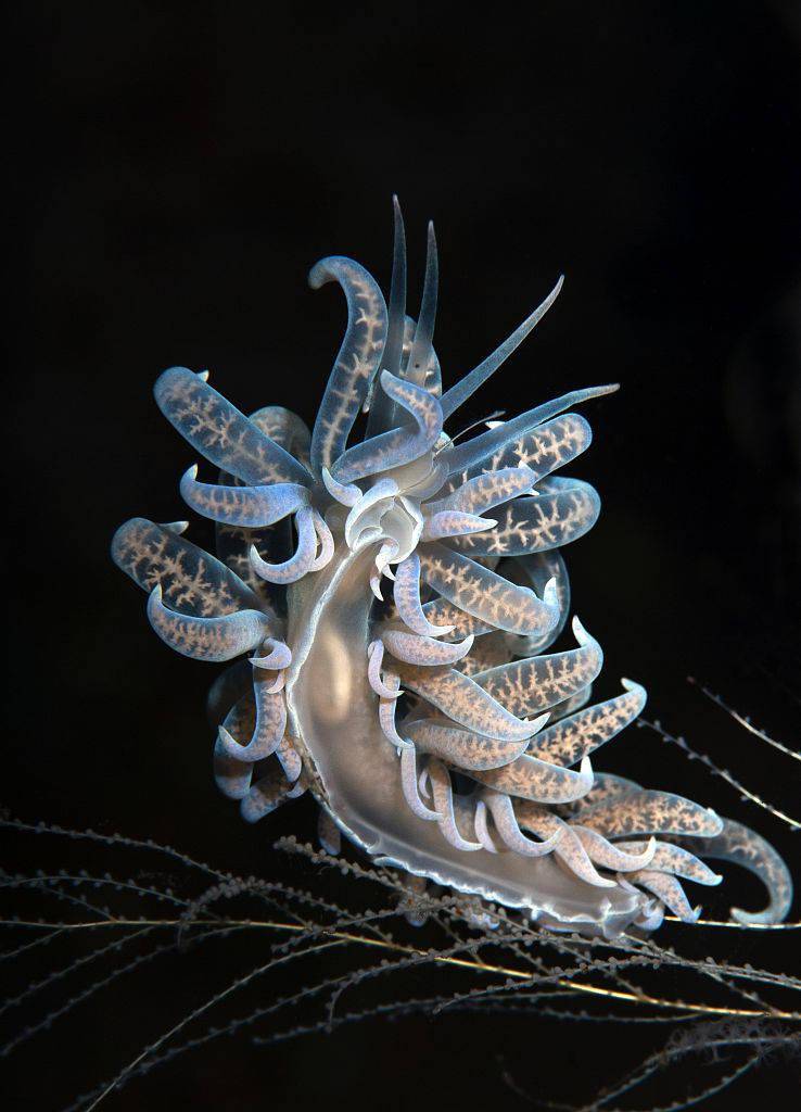 微距镜头捕捉海蛞蝓深海身影颜色艳丽好似外星来客