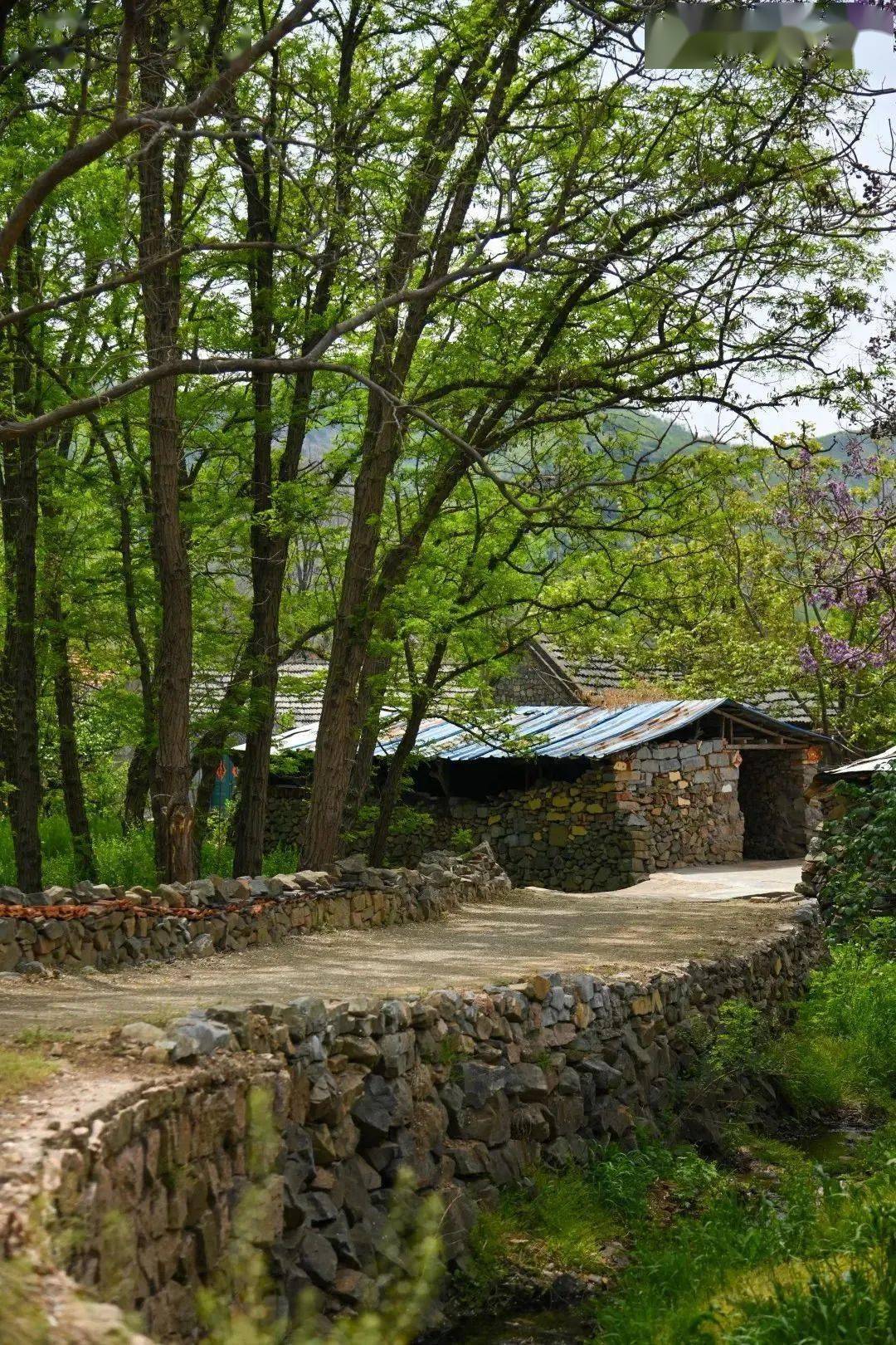 快来pick你心中的最美乡村!_崂山_晓望村_特色