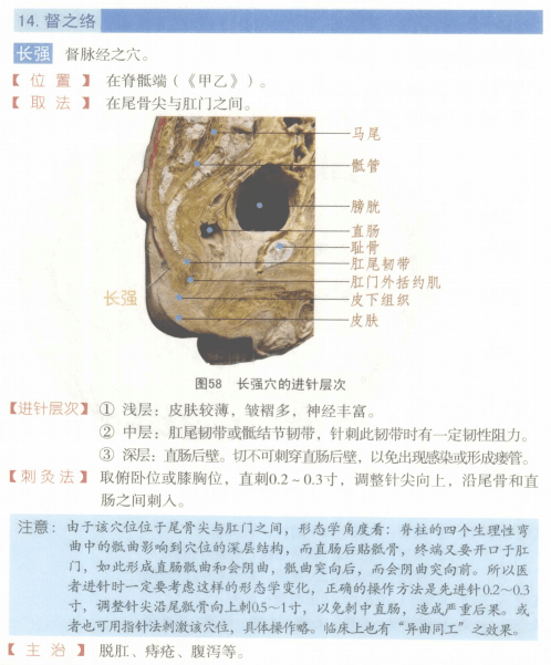 常用穴位解剖图谱彩图版