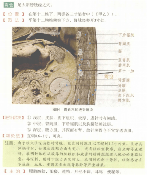 常用穴位解剖图谱彩图版