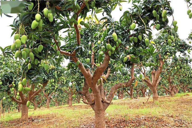百色芒果为什么顶呱呱原因是