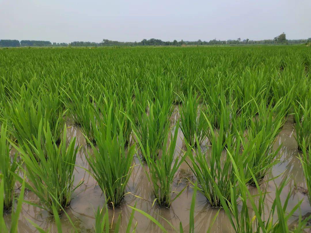 809水稻种子简介图片
