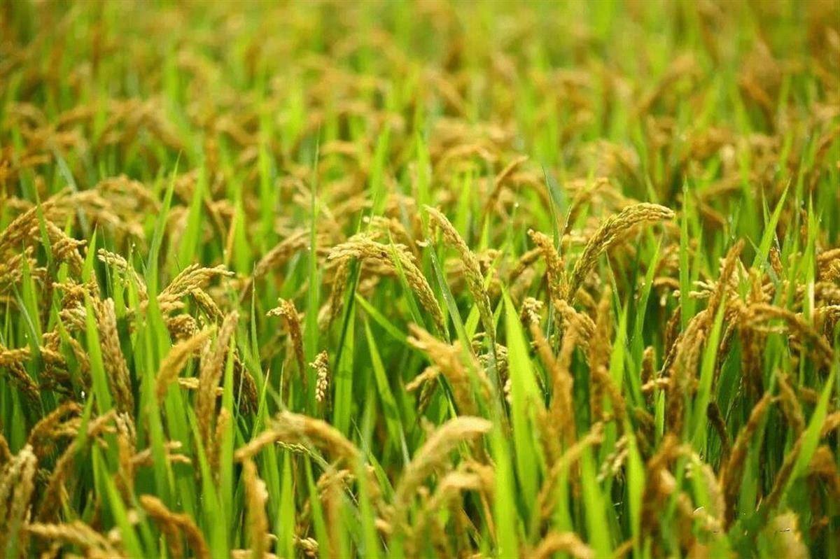 武汉市22万亩早稻呈一稳两增态势