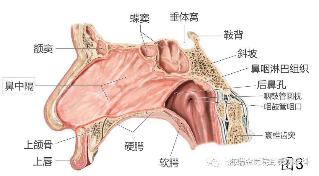 鼻子软骨结构图片