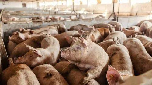西开普省又发生非洲猪瘟疫情