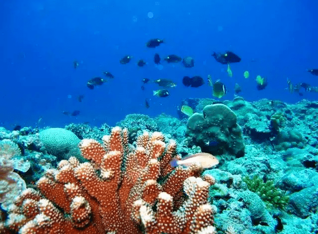 爱科学】珊瑚堆起的西沙群岛_搜狐网