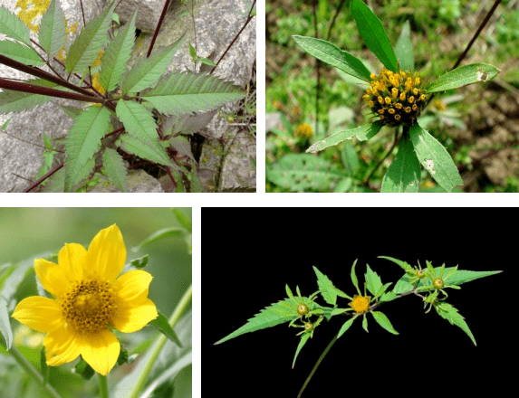农业外来入侵物种普查大狼把草
