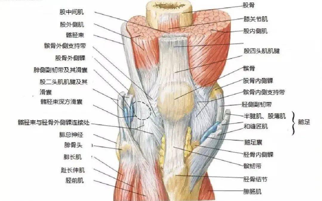 膝关节部位名称图解图片