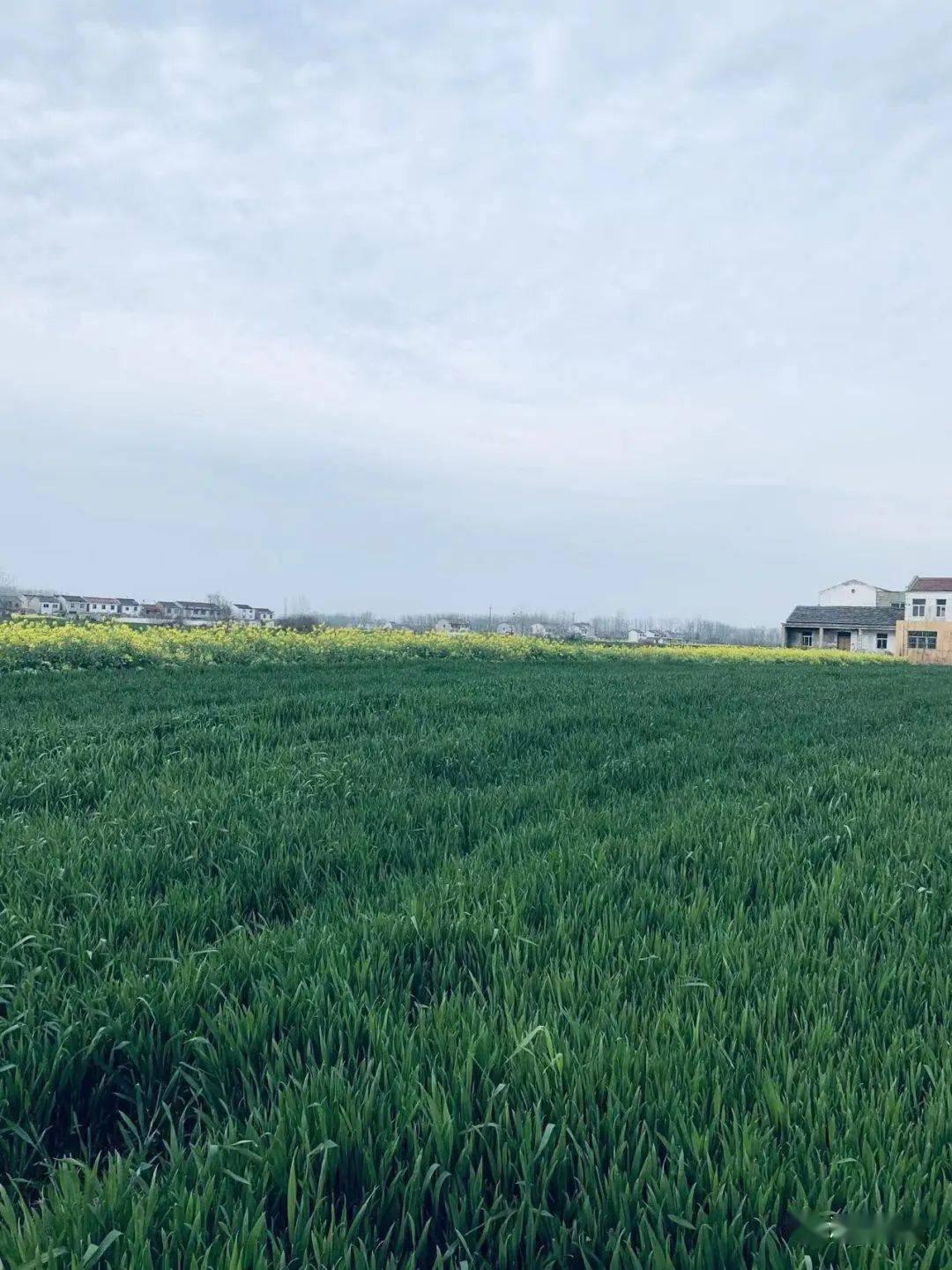 那一片青麦地_奶奶_李益刚_城市