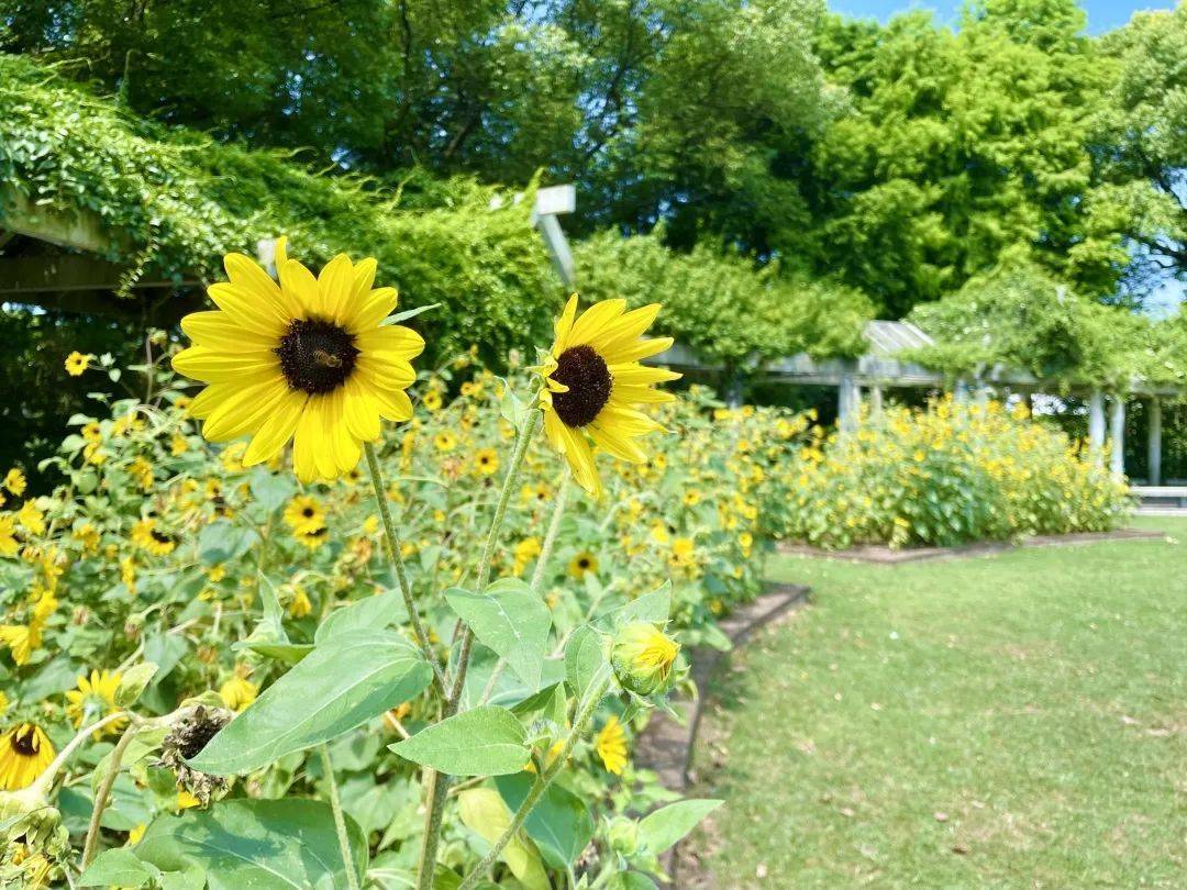 打卡一波向日葵花海 申城这些地方推荐赏花