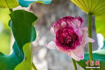 南京发现一株千瓣同心莲 花瓣数达1000枚以上