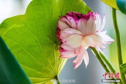 南京发现一株千瓣同心莲 花瓣数达1000枚以上