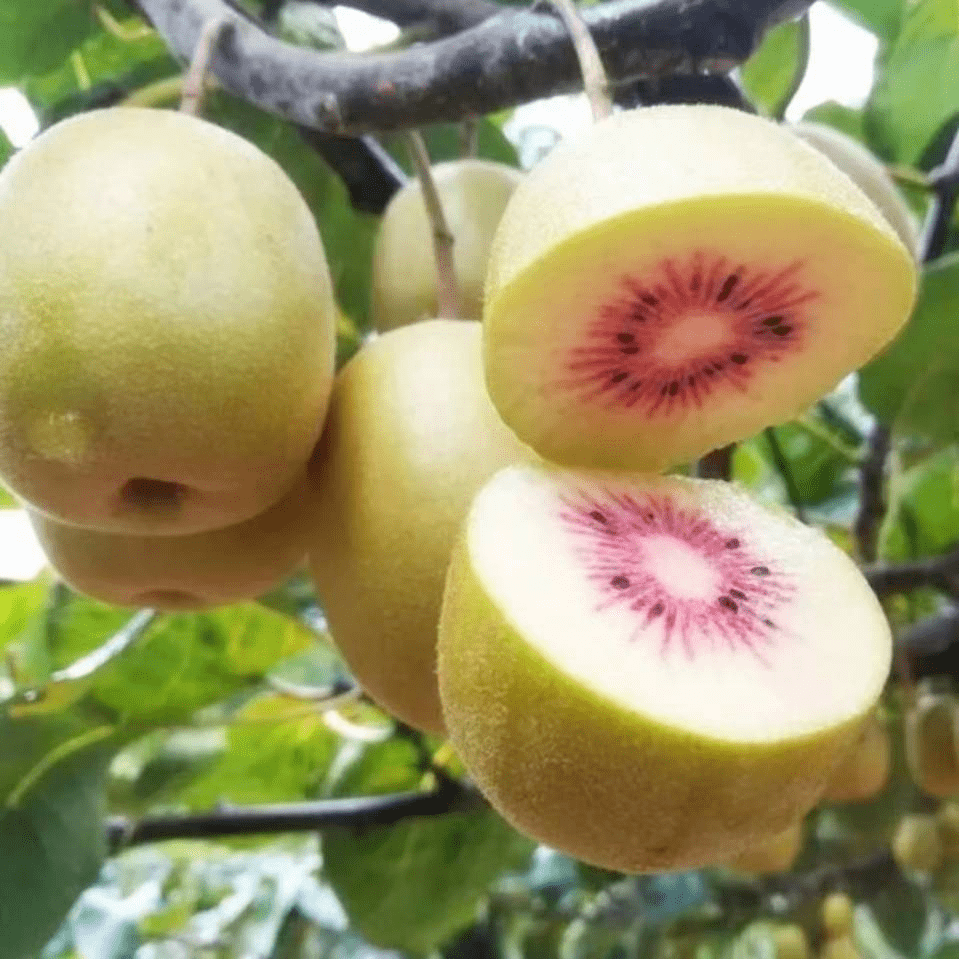 我家乡的"天府地标"——广元篇_产品_青川_猕猴桃
