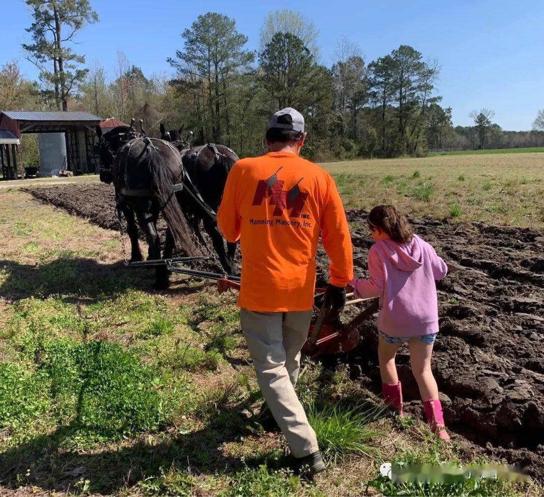 danbury mint | 全球十大重型挽马,法国佩尔什马拉耕地犁_美国_工作