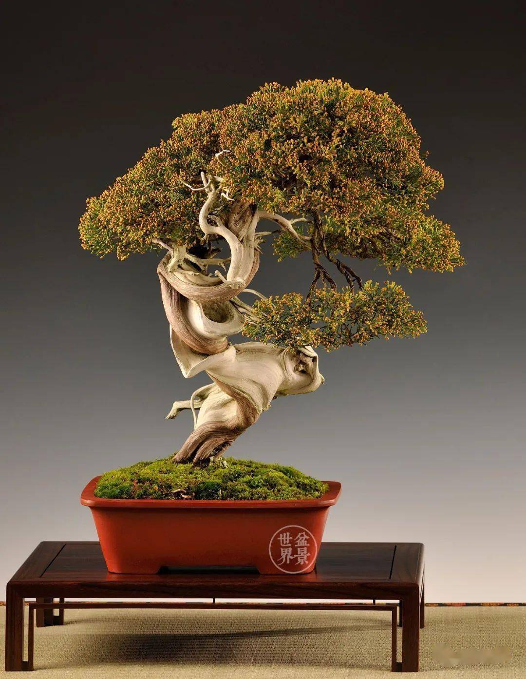 求新求变的欧洲盆景