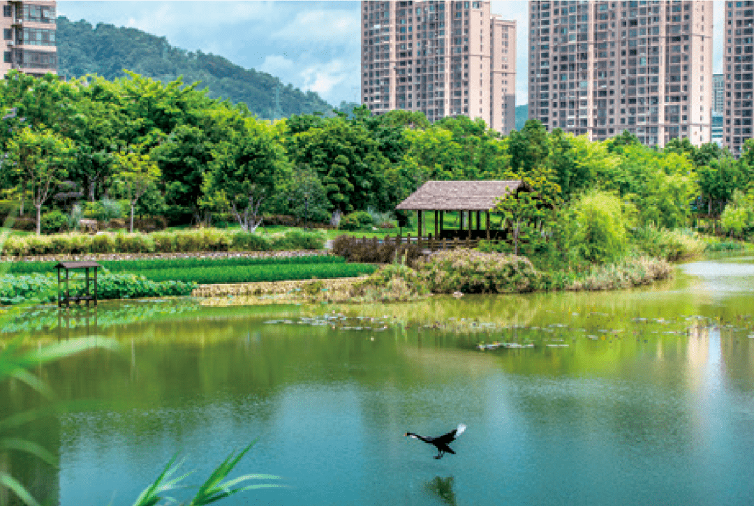 uas以水為媒的城市中心公園更新設計策略探究福建龍巖龍津湖公園設計