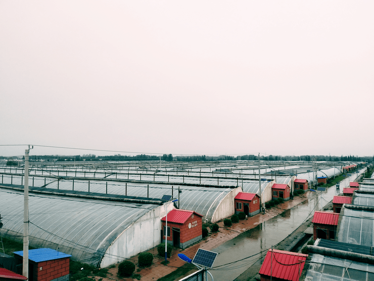 中国蔬菜第一县的数字化之路