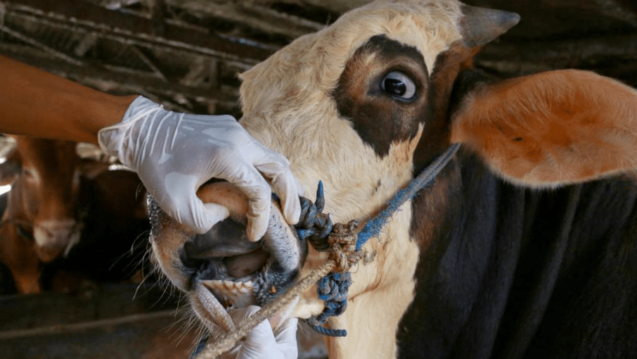 生物學家預測首例口蹄疫可能出現在西澳巴厘島返回乘客需要接受嚴格