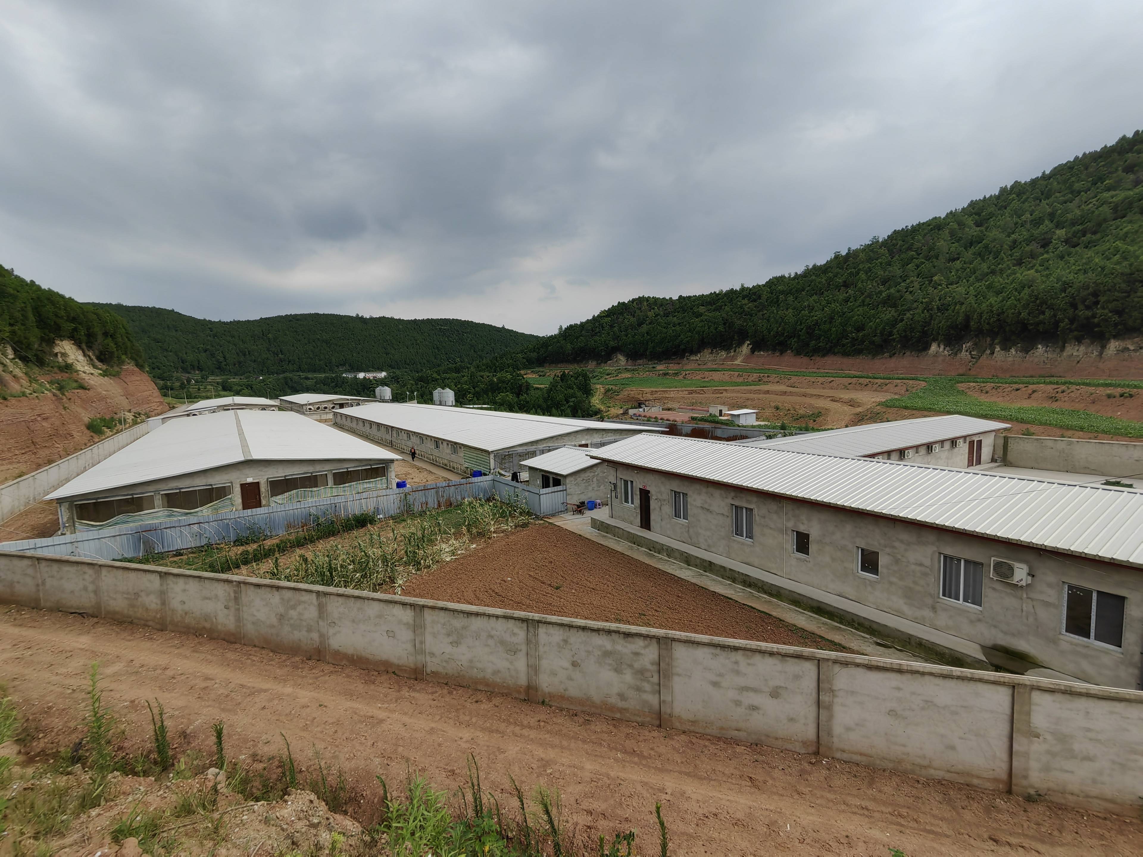 猪价反弹下养猪业一线生态亏怕了的散养户淡定的代养场和乐观的养殖