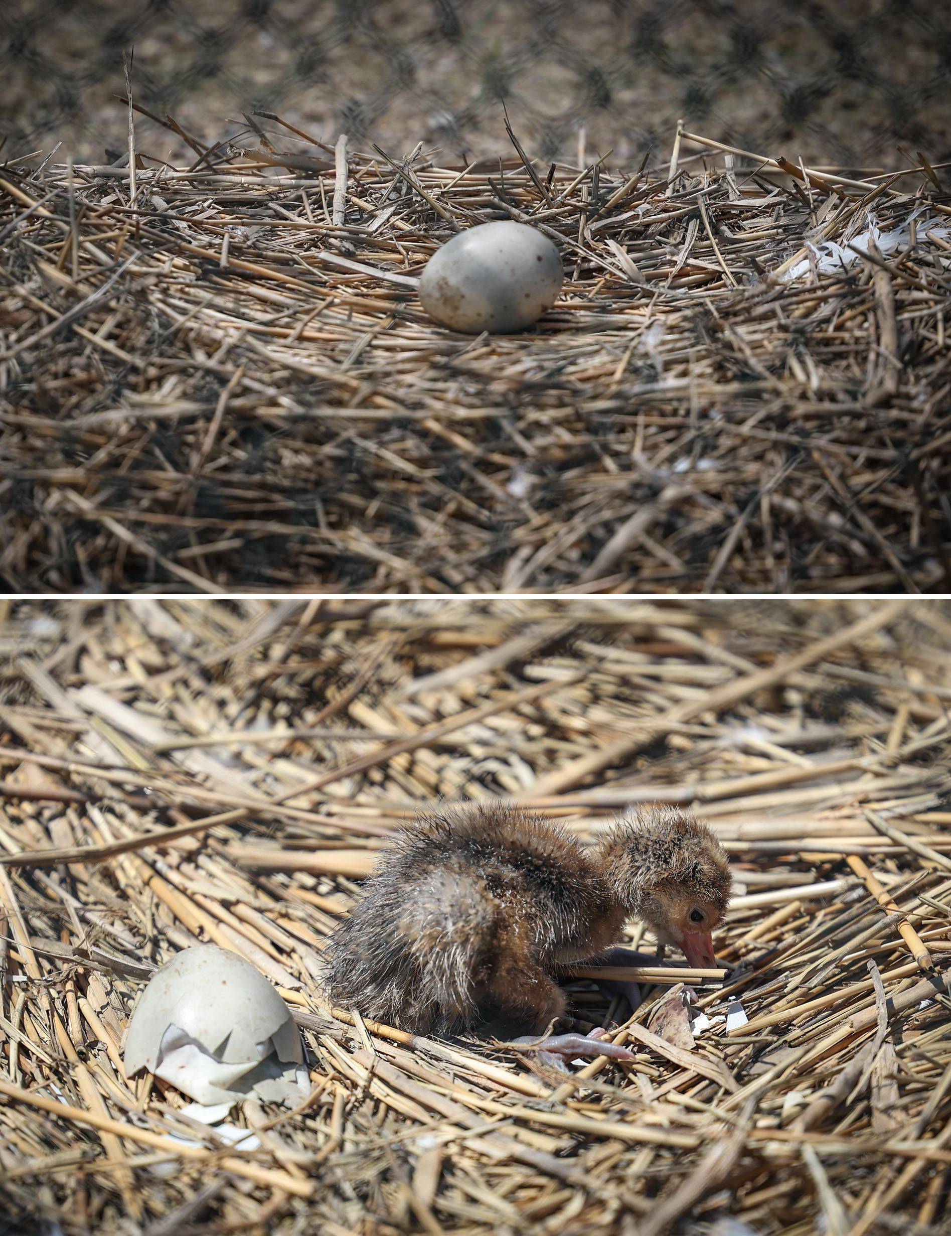 日丹顶鹤群添新雏这是一张拼版照片:上图为7月13日拍摄的一颗丹顶鹤蛋