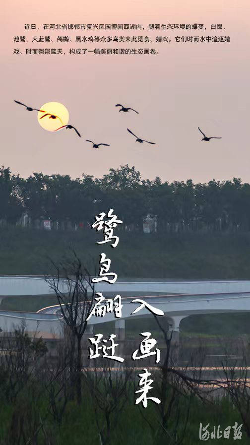 河北邯郸：鹭鸟翩跹入画来