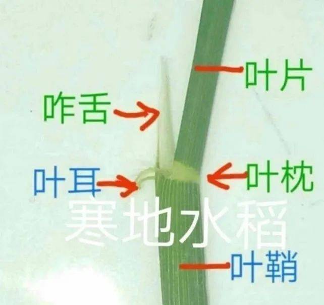 怎样预防水稻低温障碍性冷害？_剑叶_花粉_母细胞