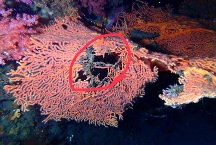 基隆潮境海湾珊瑚遭游客破坏 海扇出现断枝_潜水_活动_水肺