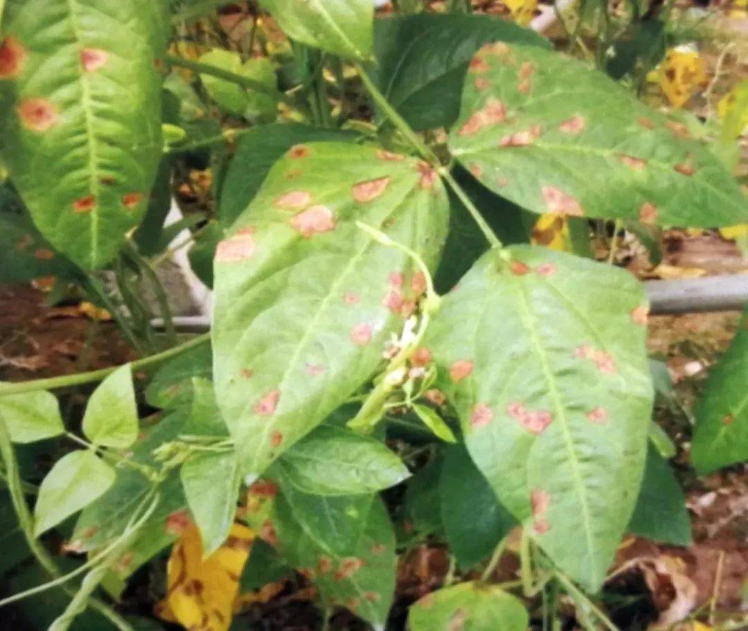 豇豆15种常见病害图谱,快速辨认!