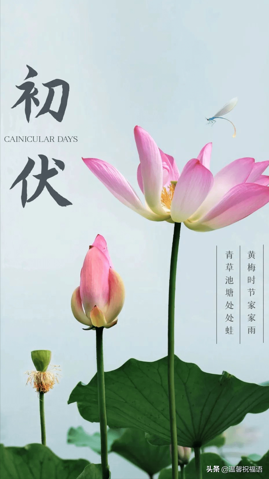 2022入伏图片高清,三伏天祝福语大全_短信_莫道天_伏在冰