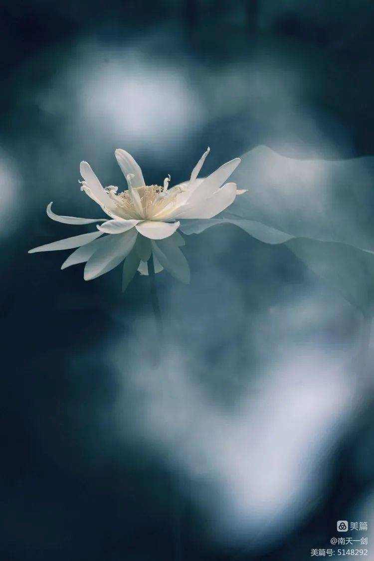 多重曝光拍摄荷花韵