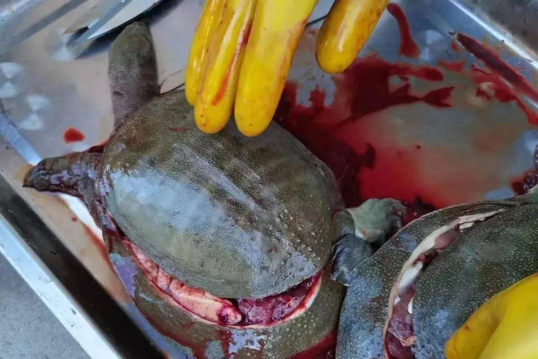 高温季甲鱼腹水肝肿大来袭一则养殖实例告诉你防治要点