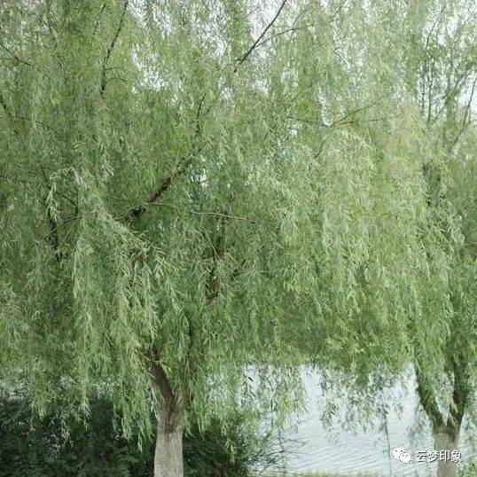 《为你诵读》 唯有垂杨管别离_病房_病号_小病