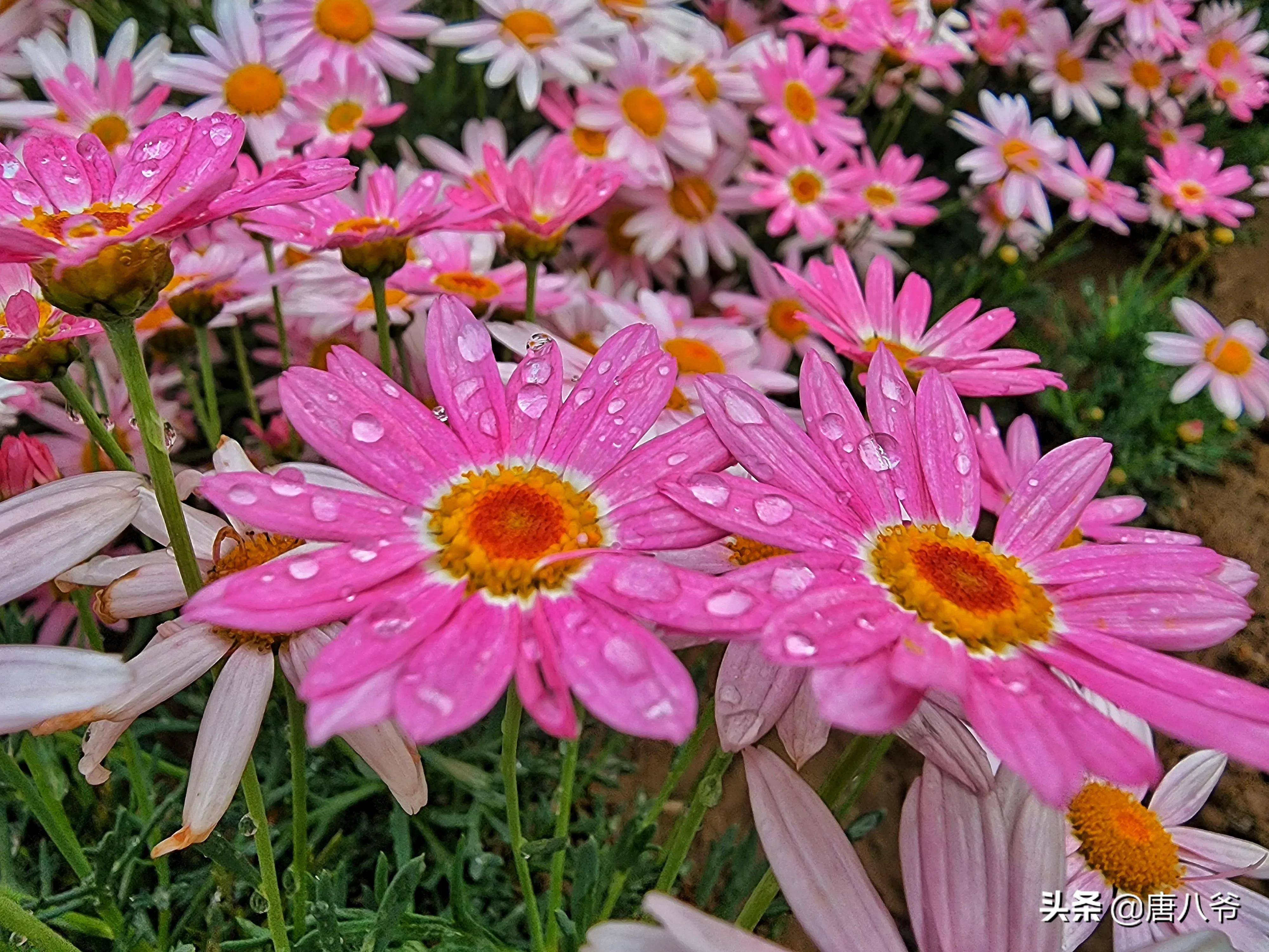 盛夏美丽动人的花朵