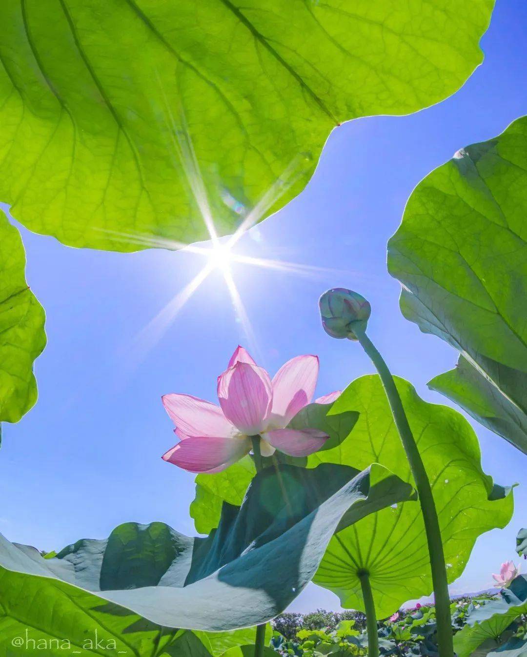 阳光下的荷花,真是美!_photo_by_人生