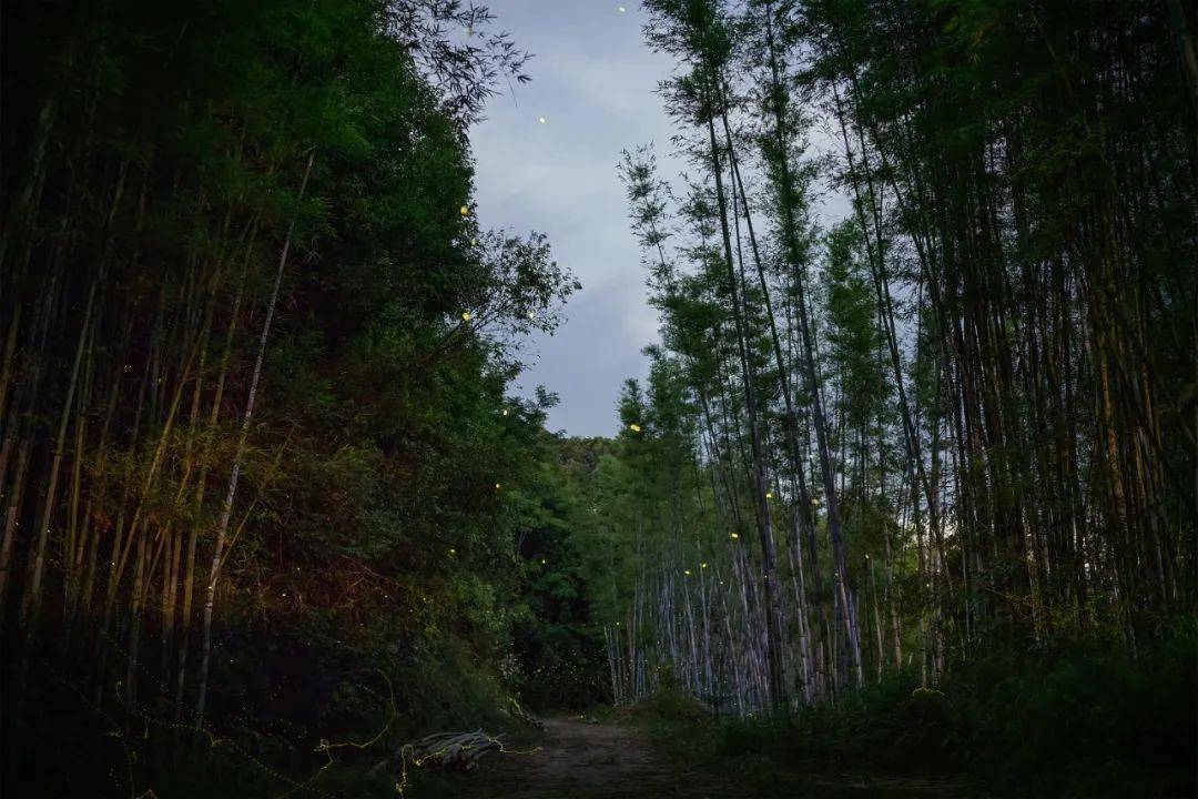 惠州天堂山的初夏附萤火虫拍摄攻略